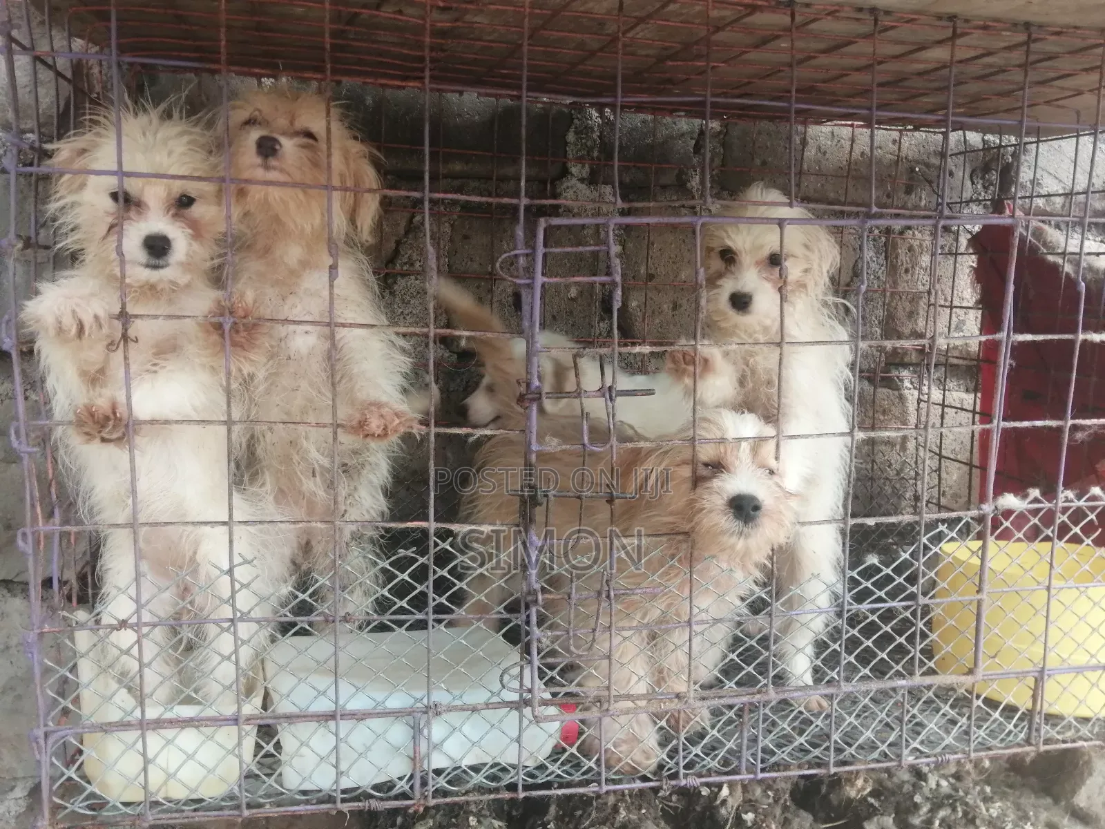 1-3 months Male Purebred Maltese