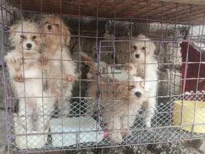 1-3 months Male Purebred Maltese