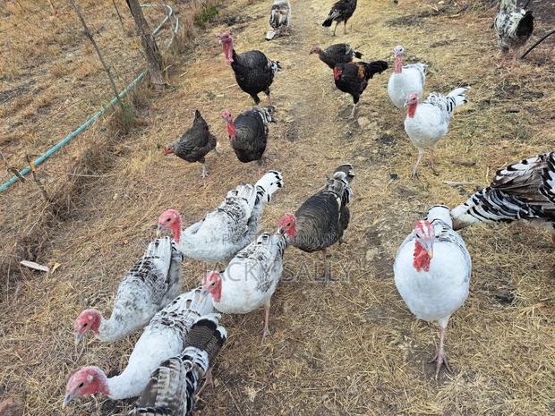 Male American Turkeys for Sale