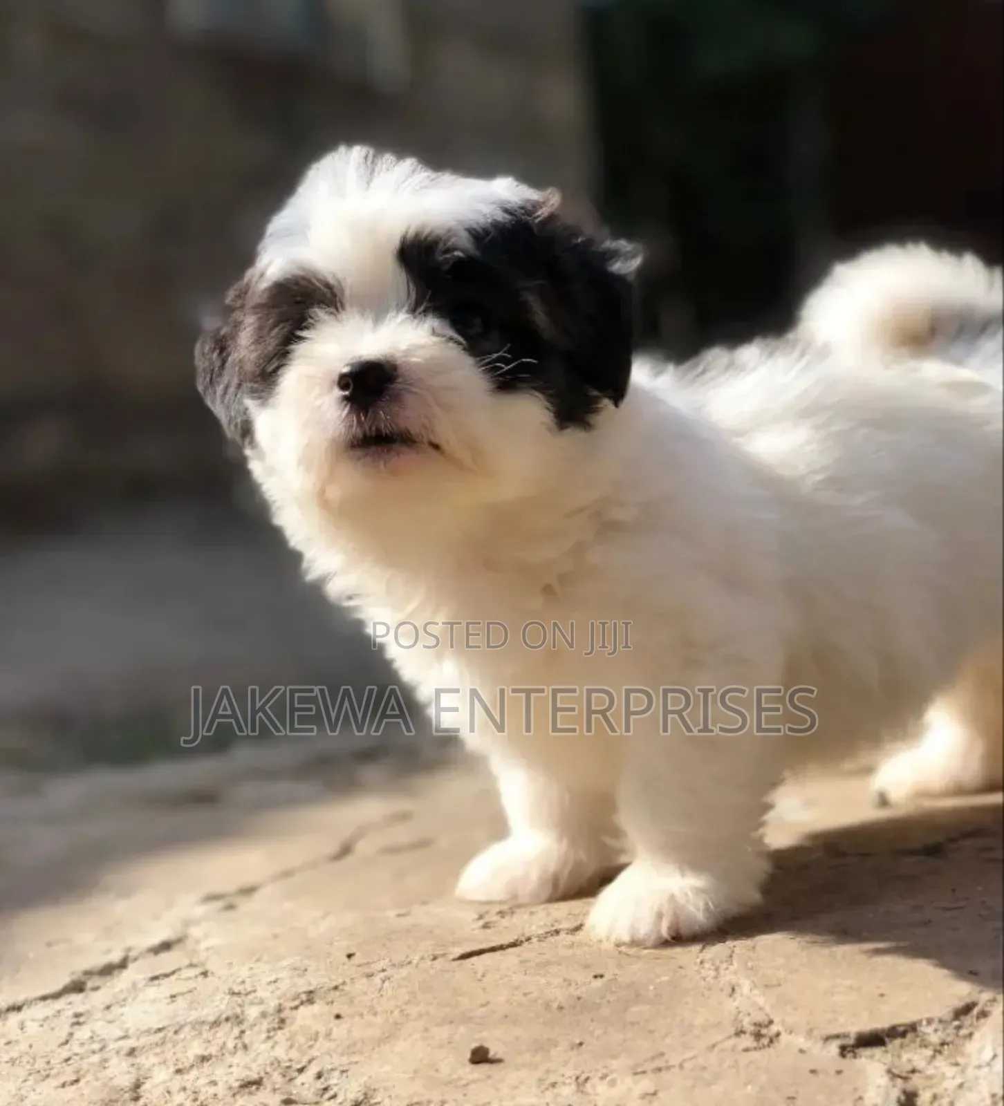 1-3 months Male Purebred Havanese