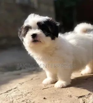 1-3 months Male Purebred Havanese