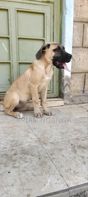 3-6 months Female Purebred Boerboel - thumbnail 2