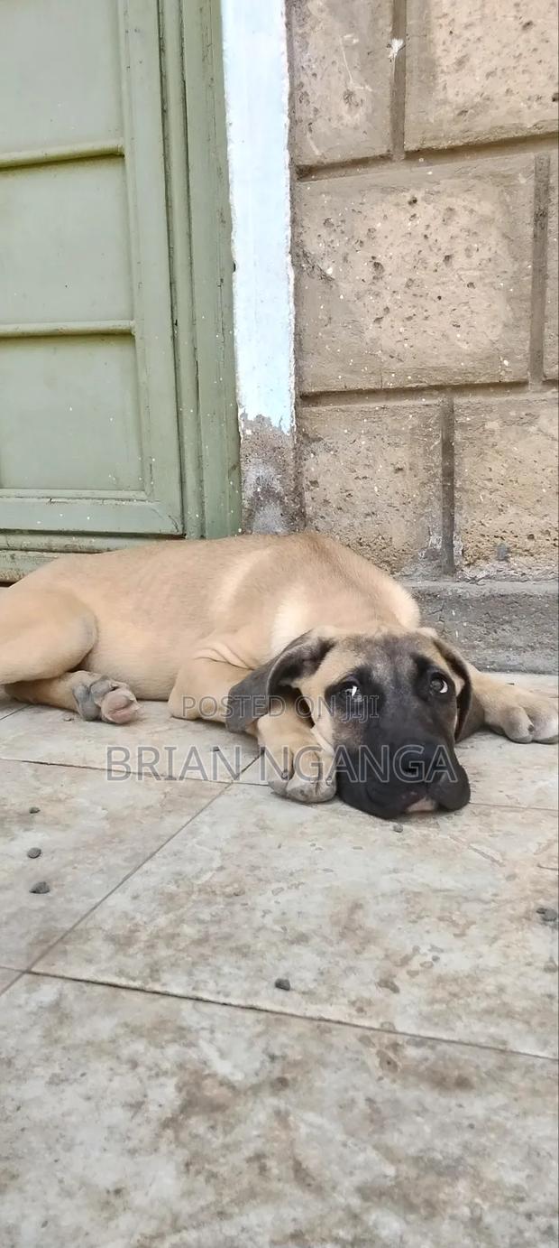 3-6 months Female Purebred Boerboel - thumbnail 3