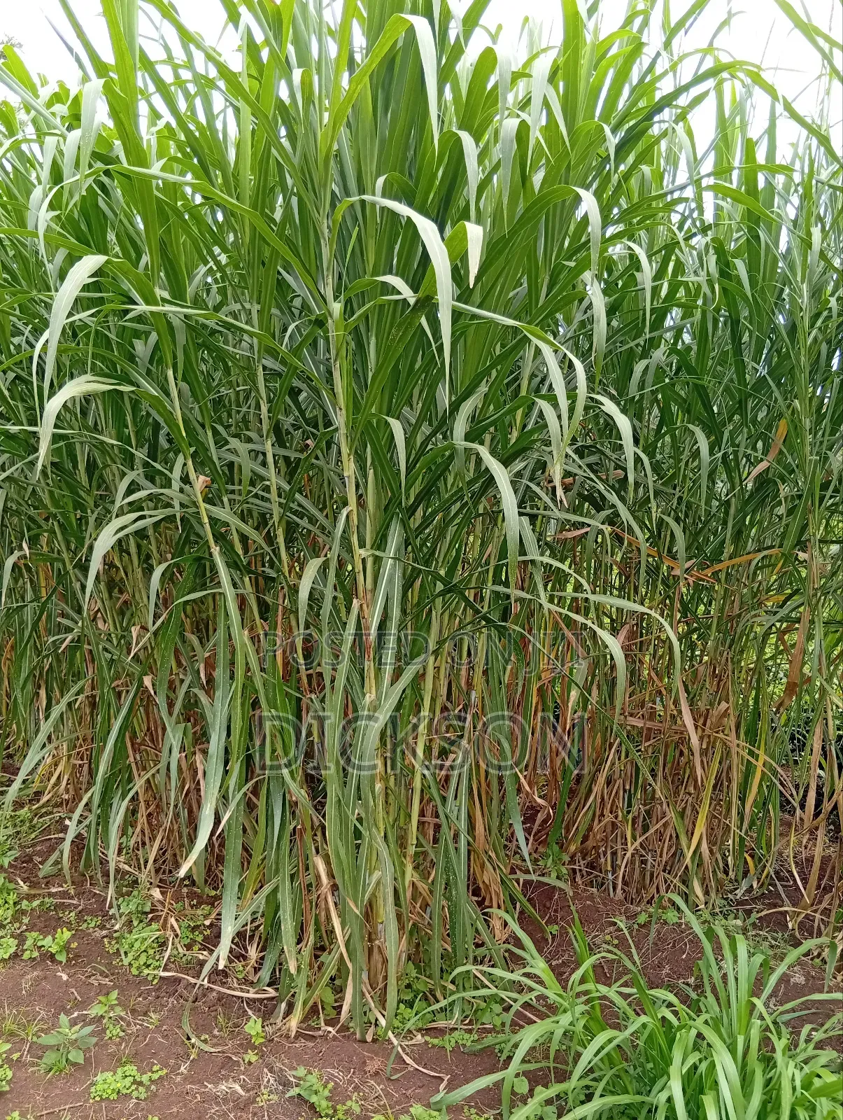 Cheruiyot Fodder Supermarket