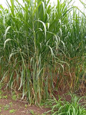 Cheruiyot Fodder Supermarket - thumbnail 2