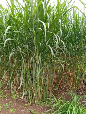 Cheruiyot Fodder Supermarket