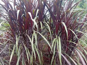 Cheruiyot Fodder Supermarket
