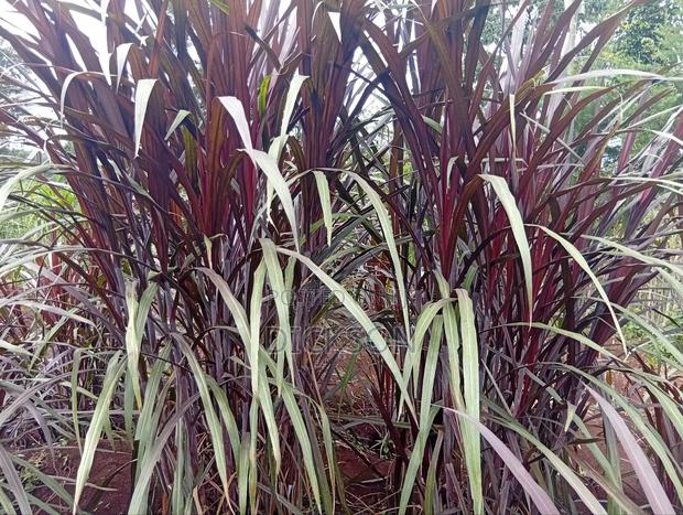 Cheruiyot Fodder Supermarket - thumbnail 3