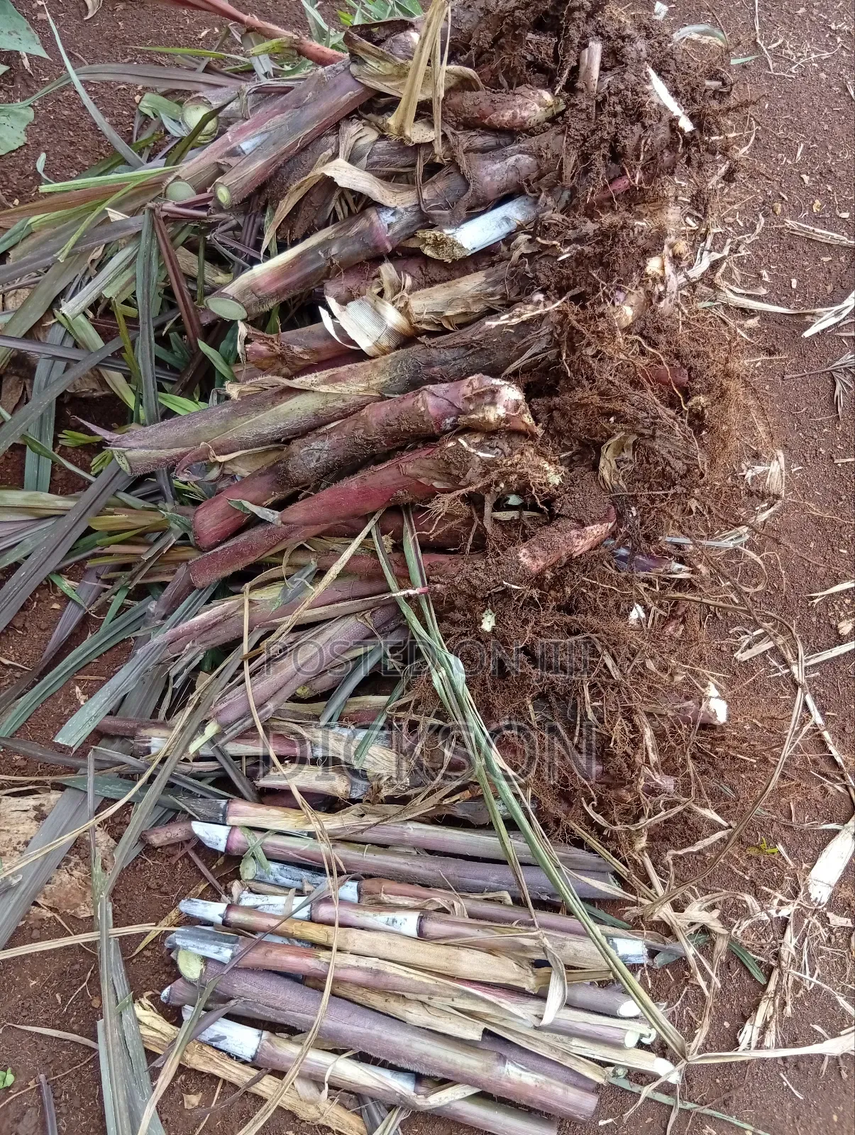 Cheruiyot Fodder Supermarket