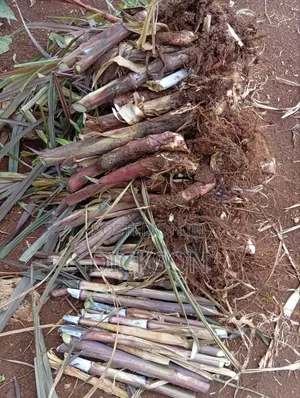 Cheruiyot Fodder Supermarket
