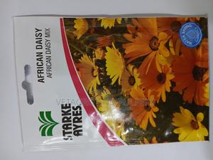African Daisy Mix - thumbnail 2