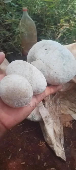 River Stones and Pebbles