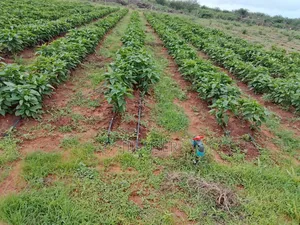 18 Acres in Taita Taveta,With Electric Fence,Water,Drip,Staff and More