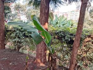 Quarter Acre Commercial Plot Kiambu Town - main view