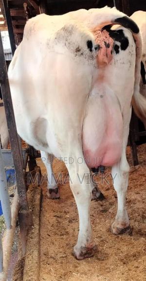 Dairy Cows on Sale. - thumbnail 2