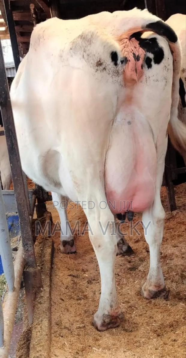 Dairy Cows on Sale. - main view