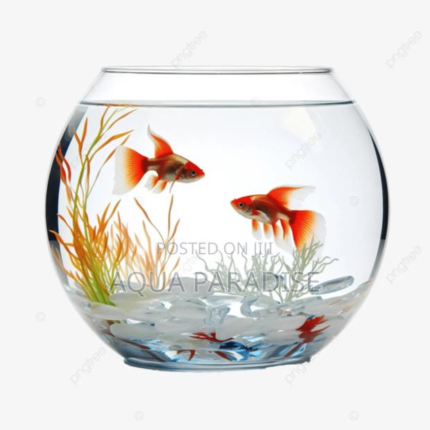 Petfish Bowl - thumbnail 4