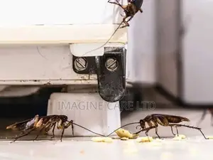 Cockroach Fumigation Service