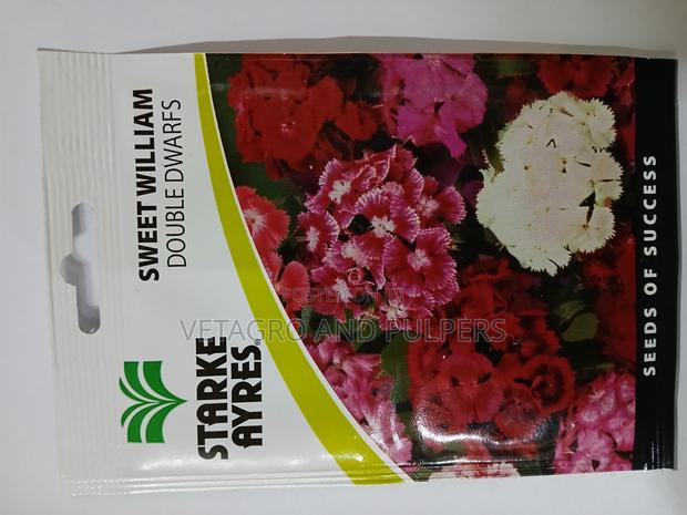 Sweet William Double Dwarfs - main view