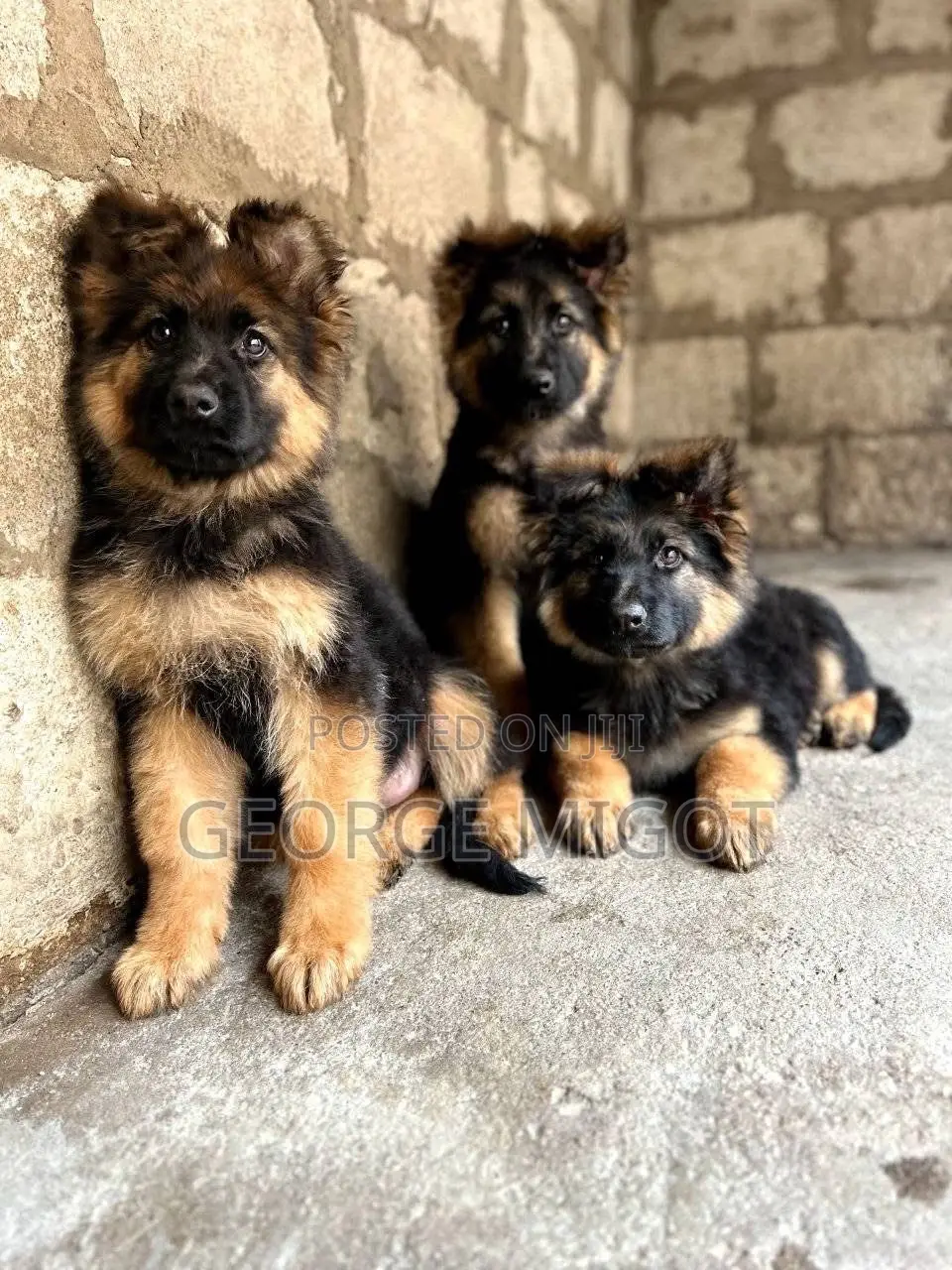 1-3 months Male Purebred German Shepherd