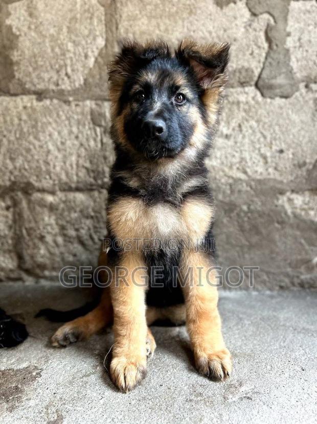1-3 months Male Purebred German Shepherd - thumbnail 3