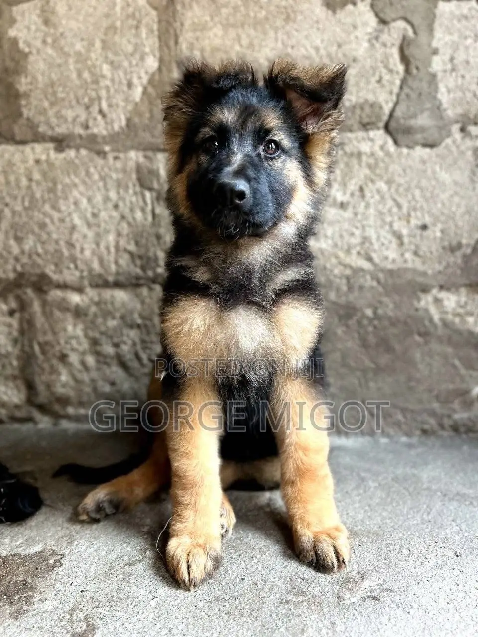1-3 months Male Purebred German Shepherd
