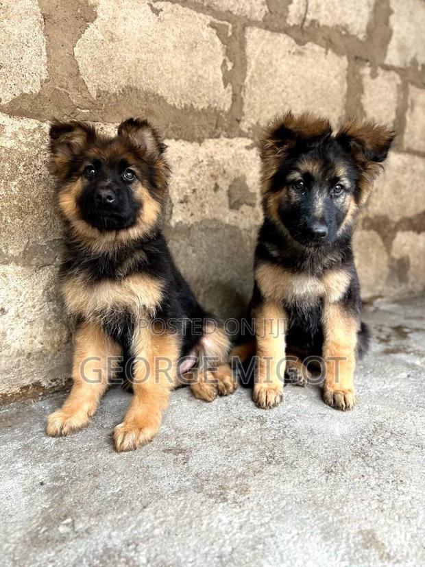 1-3 months Male Purebred German Shepherd - thumbnail 2