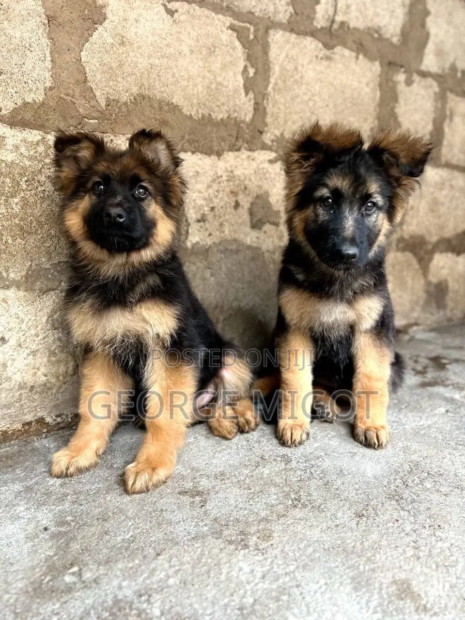 1-3 months Male Purebred German Shepherd