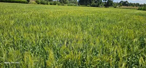 6 Acres for Sale in Naiberi Near Plateau in Eldoret