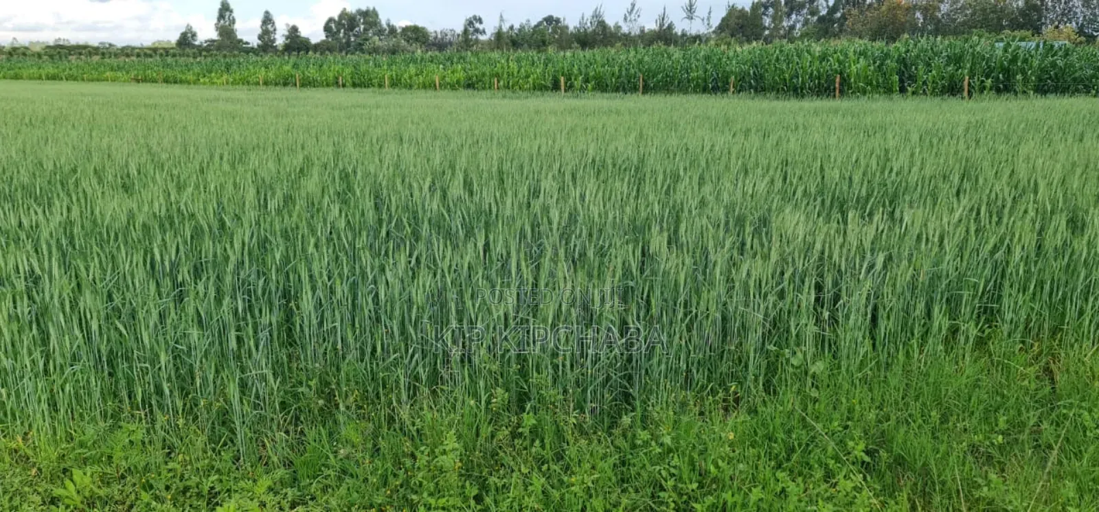 6 Acres for Sale in Naiberi Near Plateau in Eldoret