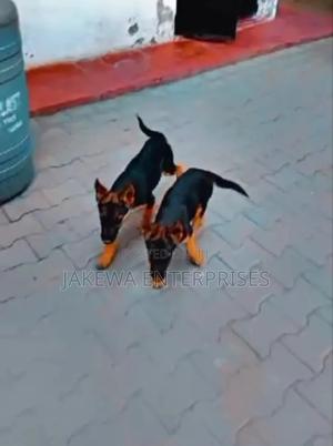 1-3 months Female Purebred German Shepherd - main view