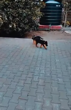 1-3 months Female Purebred German Shepherd