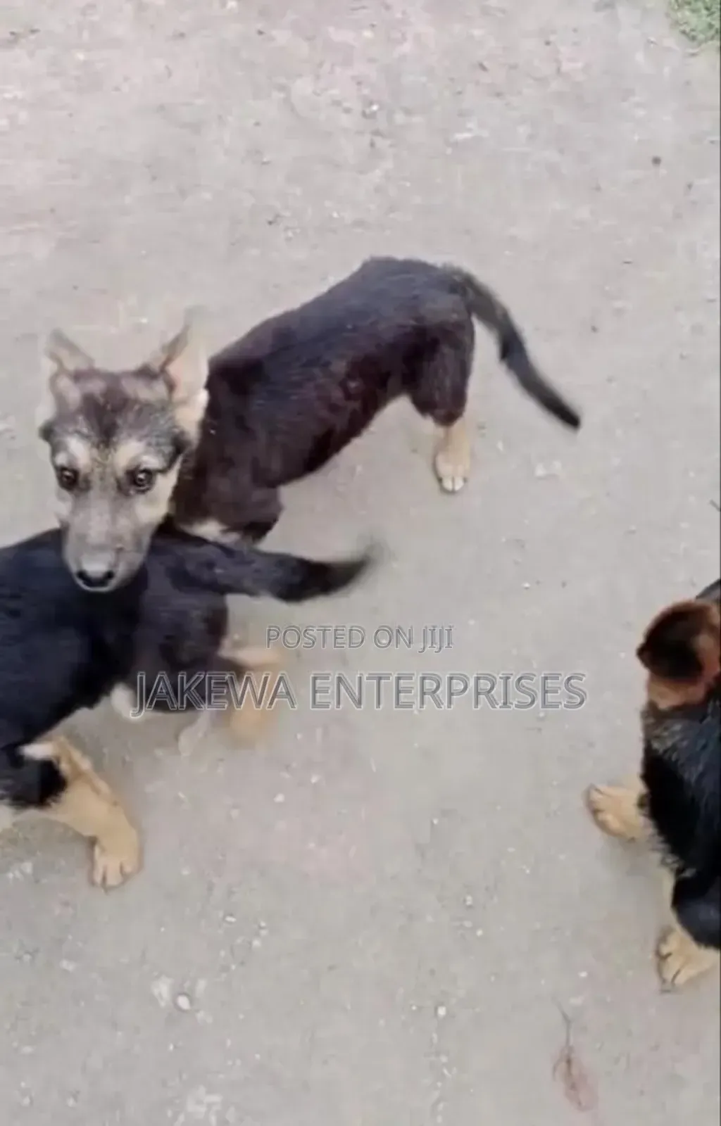 1-3 months Male Purebred German Shepherd