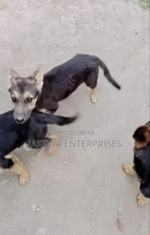 1-3 months Male Purebred German Shepherd
