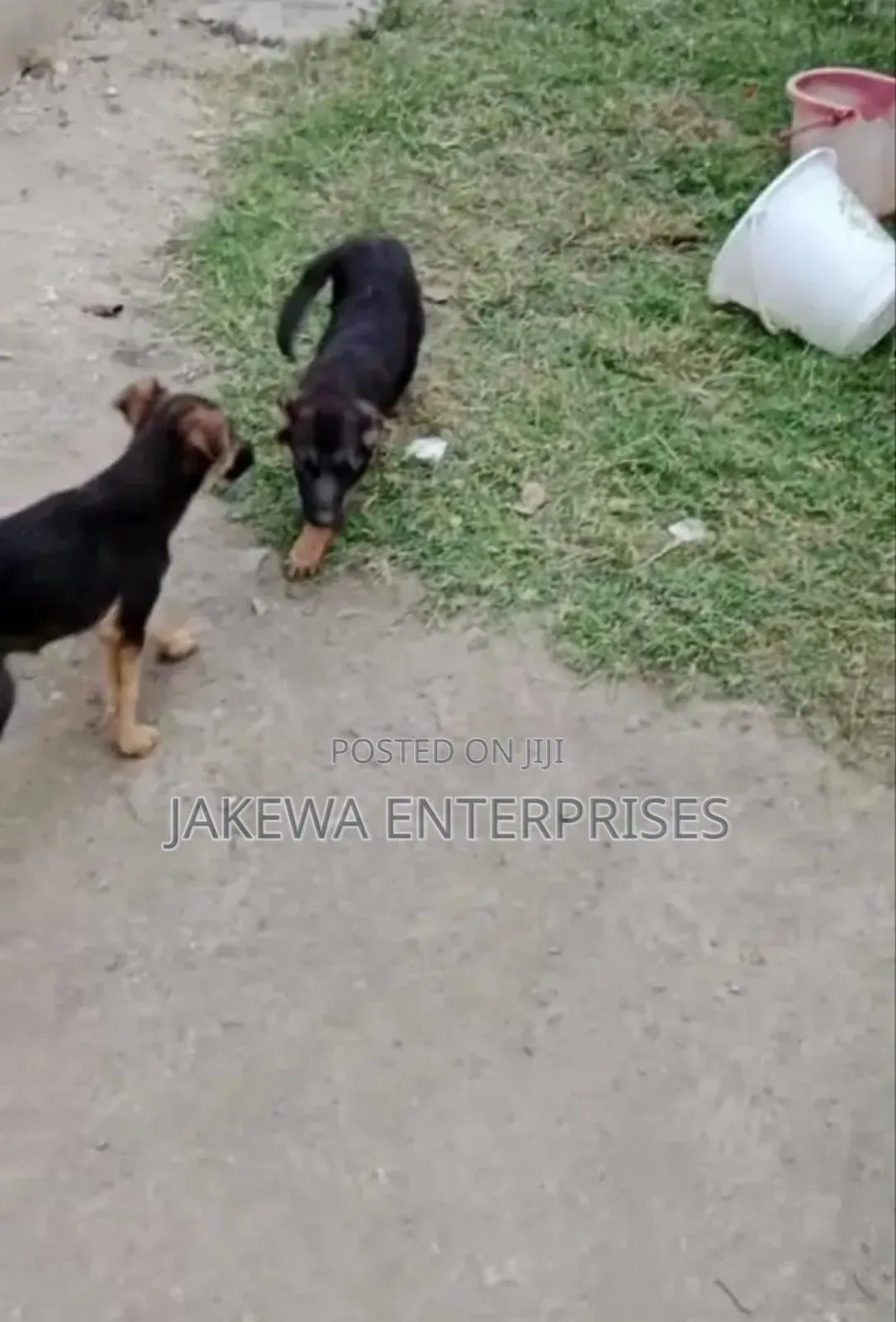 1-3 months Male Purebred German Shepherd