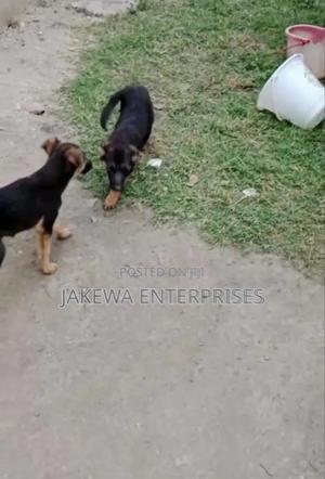 1-3 months Male Purebred German Shepherd - main view