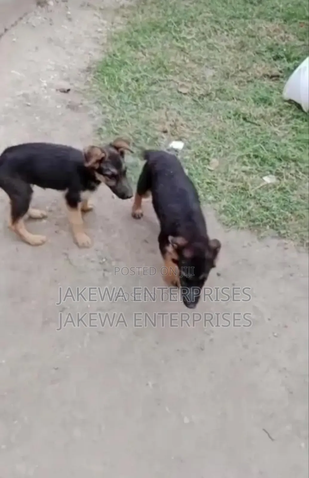 1-3 months Male Purebred German Shepherd