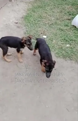 1-3 months Male Purebred German Shepherd