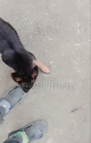 1-3 months Male Purebred German Shepherd