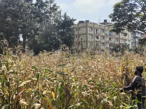 Quarter Acre for Sale in Uthiru Gichagi Kiambu County