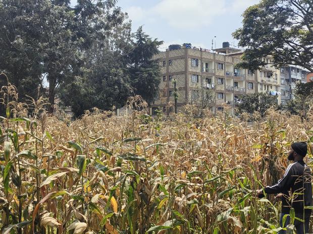 Quarter Acre for Sale in Uthiru Gichagi Kiambu County - thumbnail 2