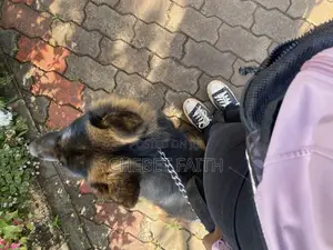 Dog Trainer,Groomer