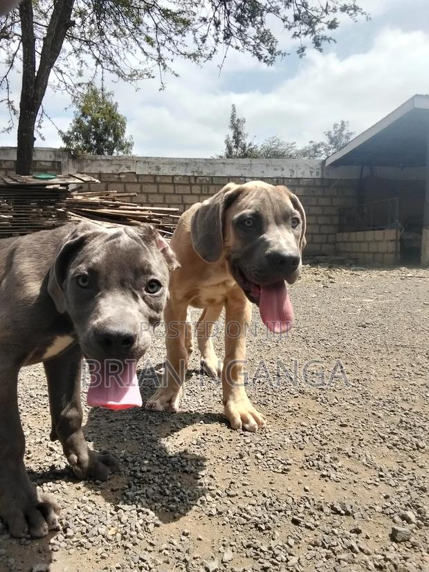 3-6 months Female Purebred Boerboel - thumbnail 5