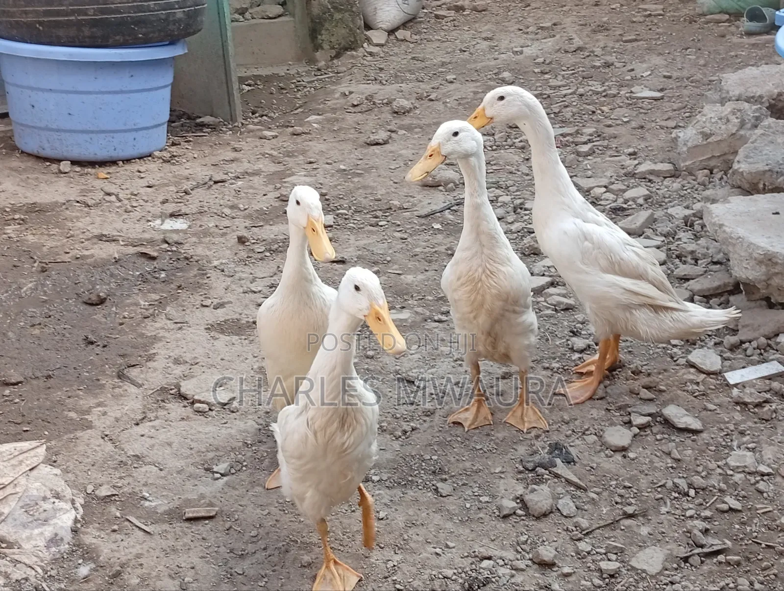 Exotic Ducks