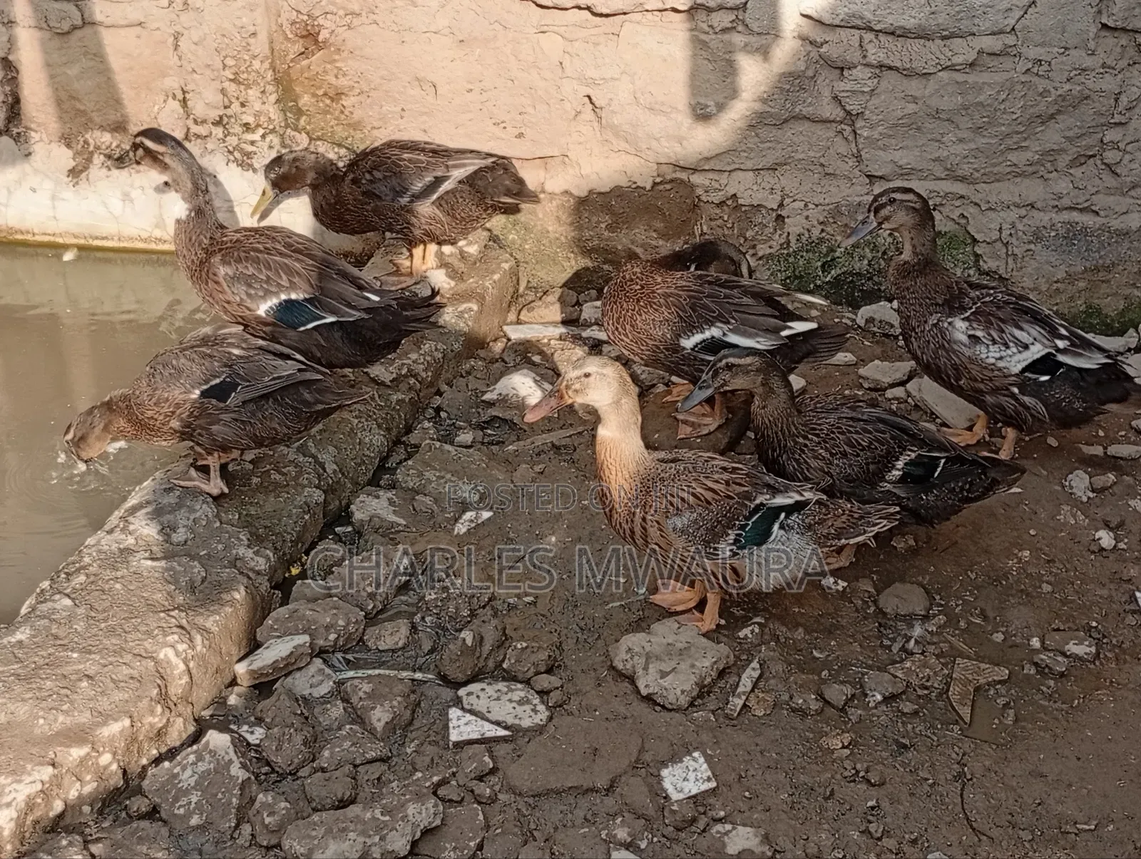 Exotic Ducks