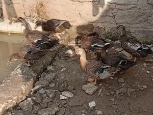 Exotic Ducks