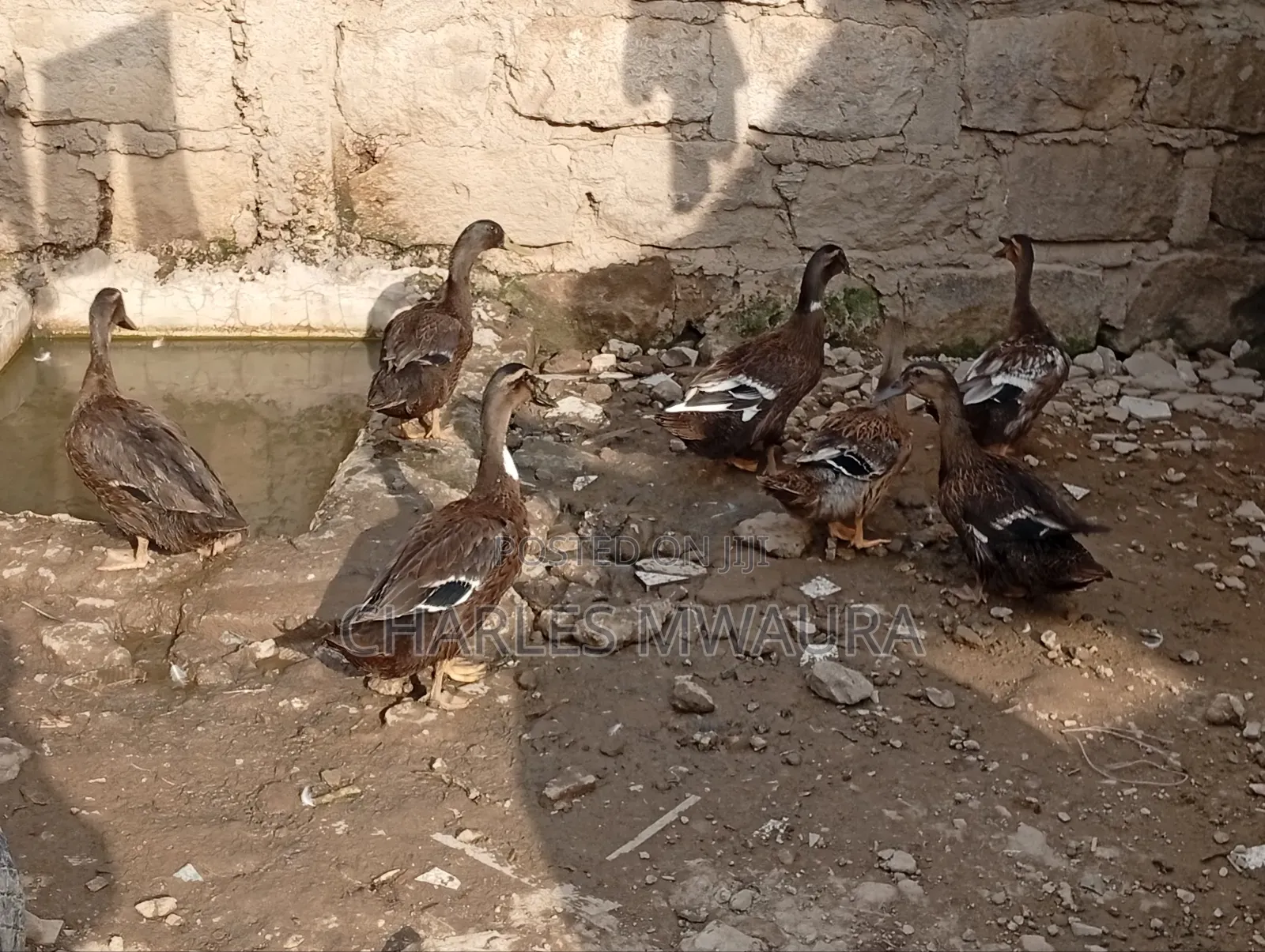 Exotic Ducks