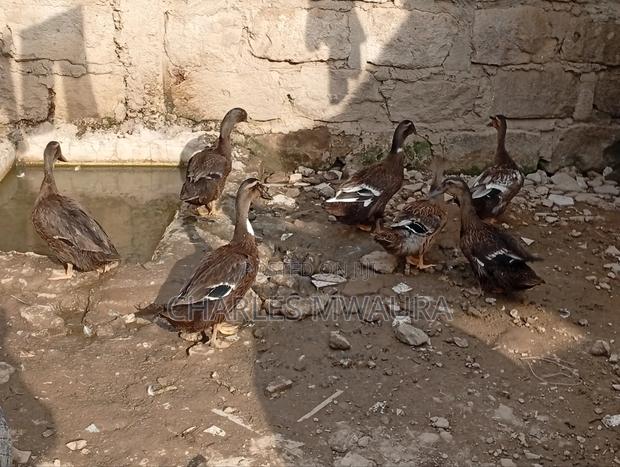 Ducks and Ducklings - thumbnail 20