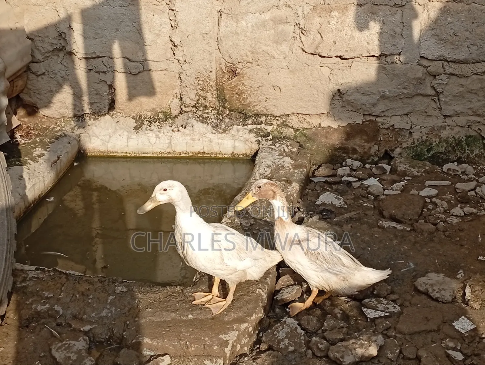 Exotic Ducks