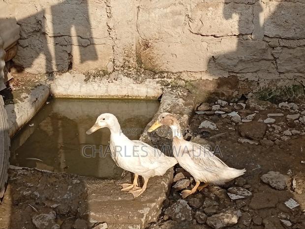 Ducks and Ducklings - thumbnail 9